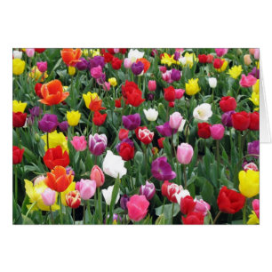 Feld der bunten Tulpen