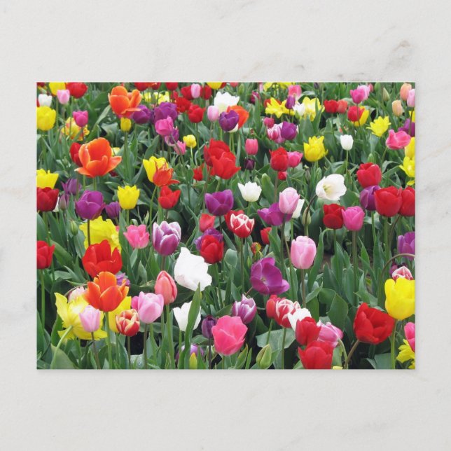 Feld der farbenfrohen Tulipen Postkarte (Vorderseite)
