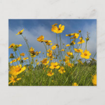 Feld der gelben Blumen Postkarte
