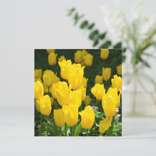 Feld der hellgelben Tulpen (Stehend Vorderseite)