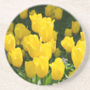 Feld der hellgelben Tulpen Getränkeuntersetzer