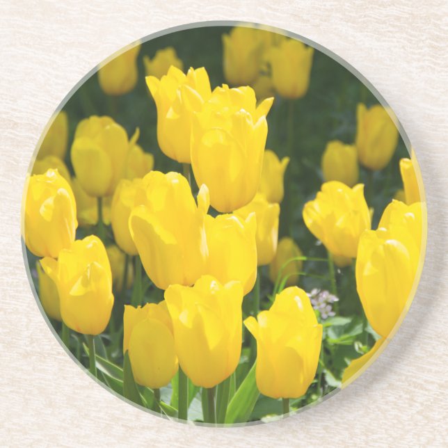 Feld der hellgelben Tulpen Getränkeuntersetzer (Vorne)