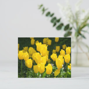 Feld der hellgelben Tulpen Postkarte