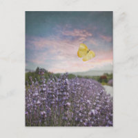 Feld der Lavendel-Blume, Blauer Himmel, rosa Sonne
