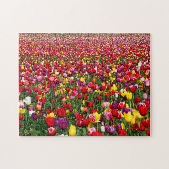Feld der mehrfarbigen Tulpen Puzzle (Horizontal)