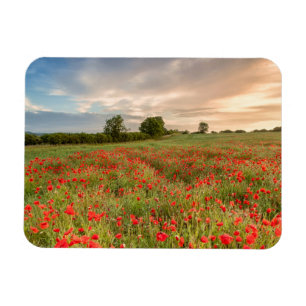 Feld der Mohnblumen Magnet