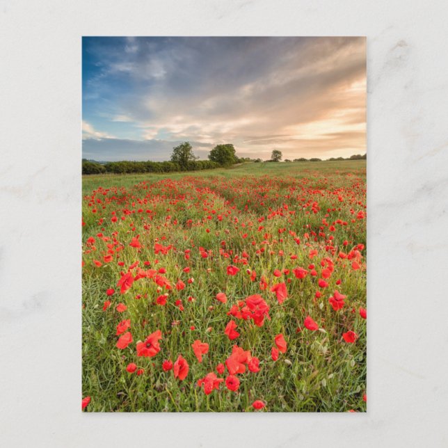 Feld der Mohnblumen Postkarte (Vorderseite)