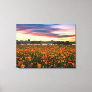 Feld der orangen Blume Gelber Lila Himmel Leinwanddruck