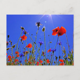 Feld der Poppies und der blauen Indigoblüten Postkarte
