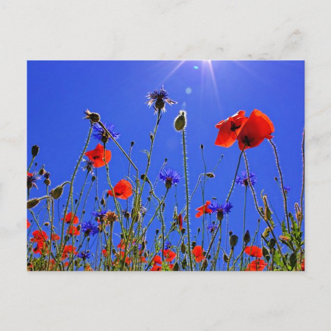 Feld der Poppies und der blauen Indigoblüten Postkarte (Vorderseite)