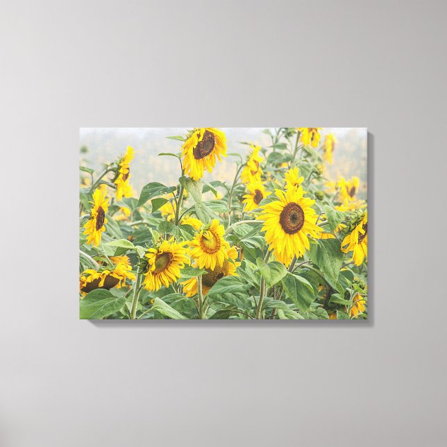 Feld der riesigen, hellgelben Sonnenblumen Leinwanddruck (Vorderseite)
