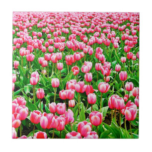 Feld der rosa Tulipen Fliese