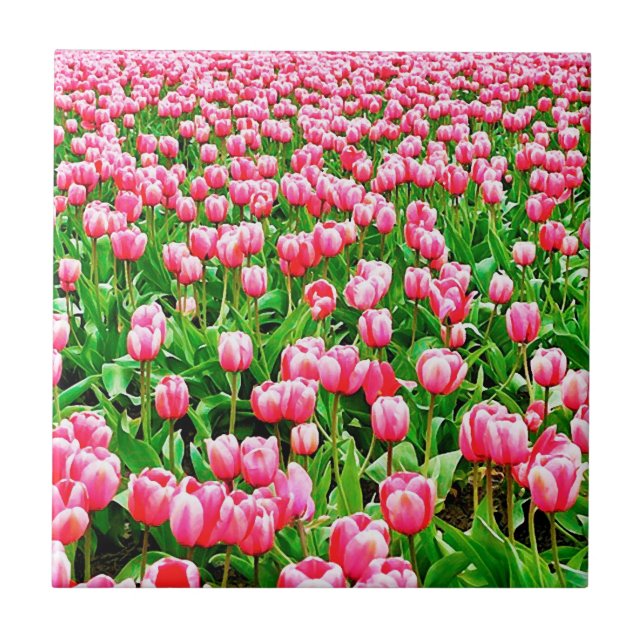Feld der rosa Tulipen Fliese (Vorderseite)