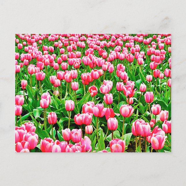 Feld der rosa Tulipen Postkarte (Vorderseite)