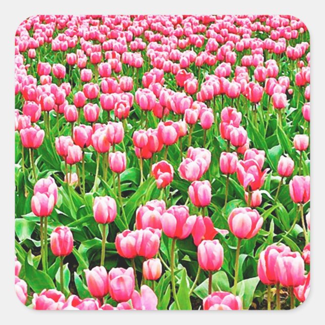 Feld der rosa Tulipen Quadratischer Aufkleber (Vorderseite)