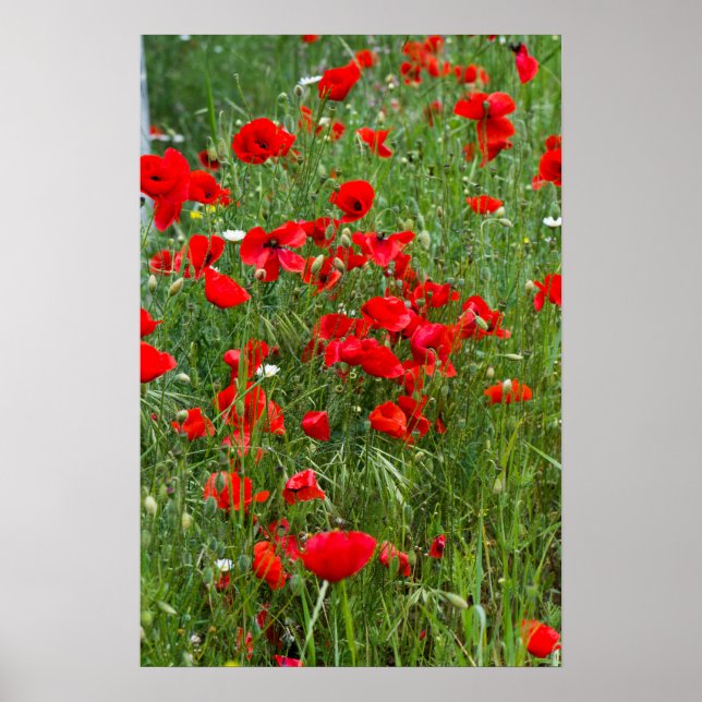 Feld der roten Mohnblumen Poster (Vorne)