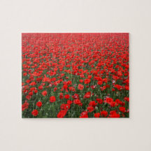 Feld der roten Mohnblumen