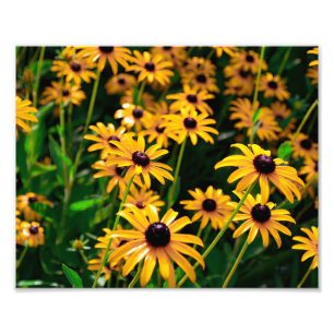 Feld der schwarz-mit Augen Susan-Blume Fotodruck