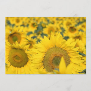 Feld der Sonnenblume-Einladung Einladung