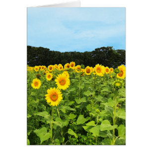 Feld der Sonnenblumen