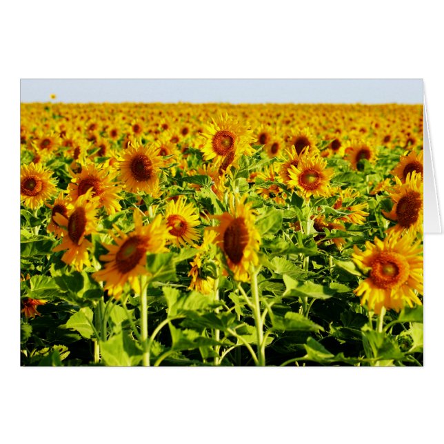 Feld der Sonnenblumen (Vorderseite (Horizontal))