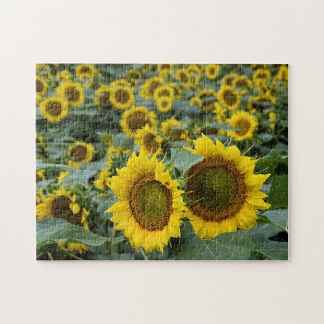Feld der Sonnenblumen - 11 x 14 Zoll Puzzle (Horizontal)