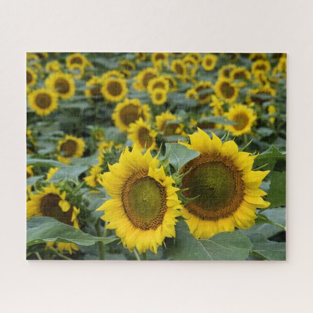 Feld der Sonnenblumen - 16 x 20 Zoll Puzzle (Horizontal)