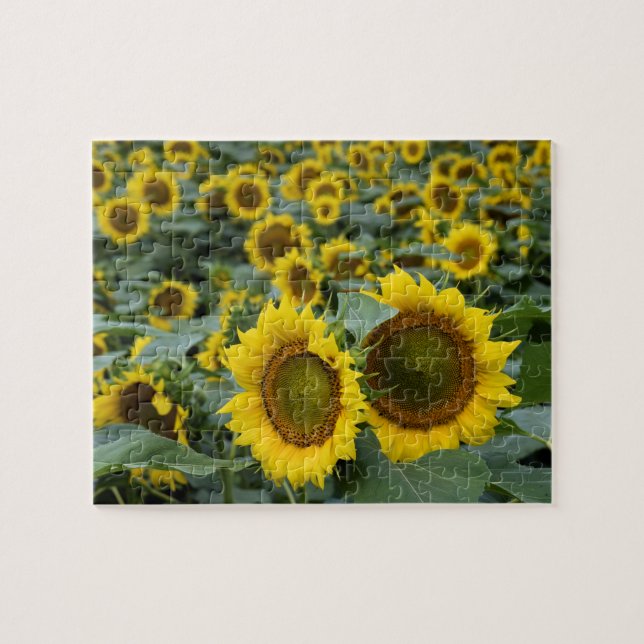 Feld der Sonnenblumen - 8 x 10 Zoll Puzzle (Horizontal)