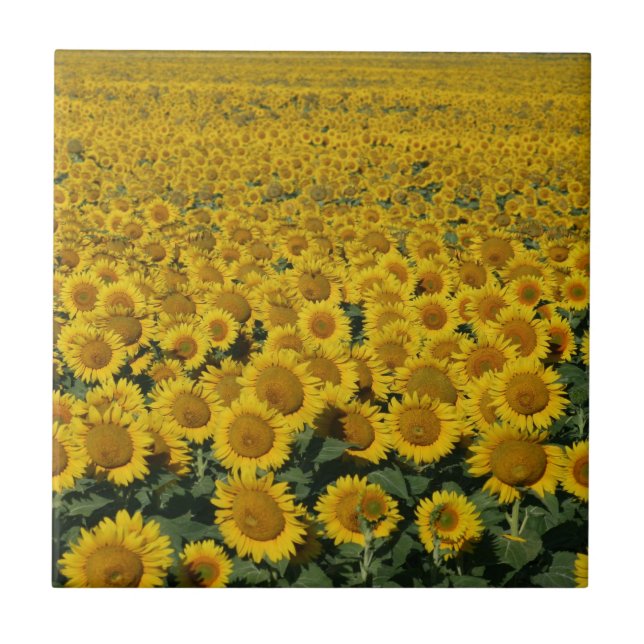 Feld der Sonnenblumen Fliese (Vorderseite)