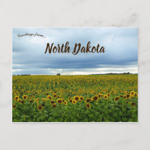 Feld der Sonnenblumen in Nord-Dakota USA Postkarte