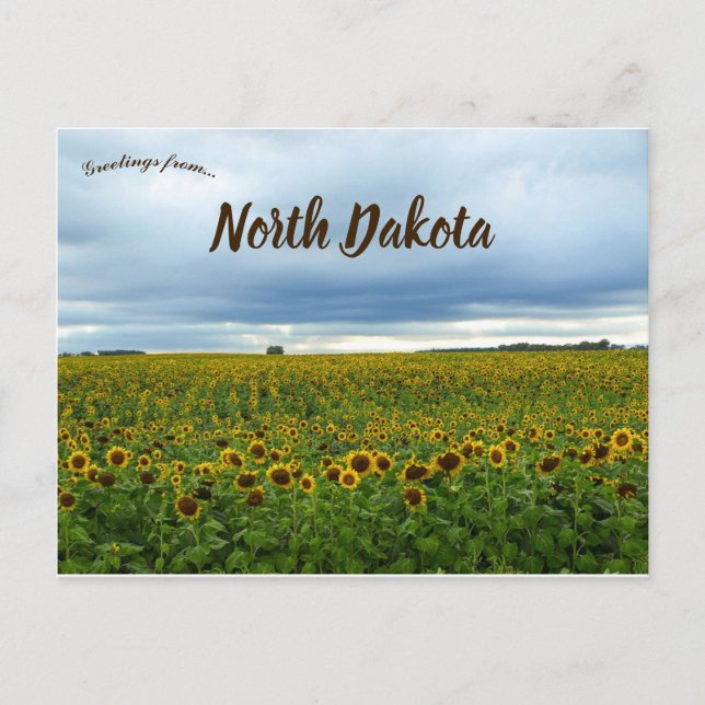 Feld der Sonnenblumen in Nord-Dakota USA Postkarte (Vorderseite)
