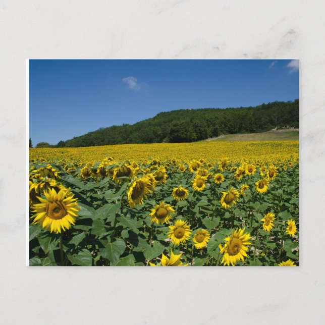 Feld der Sonnenblumen Postkarte (Vorderseite)