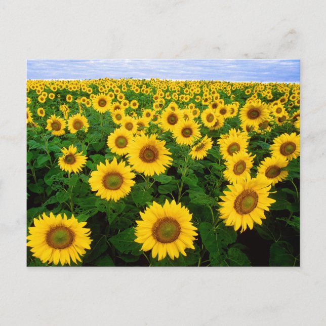 Feld der Sonnenblumen Postkarte (Vorderseite)