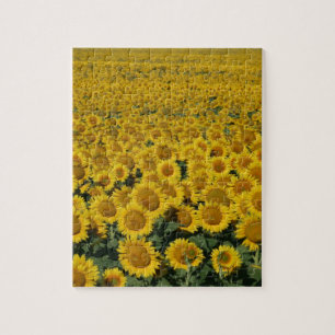 Feld der Sonnenblumen Puzzle