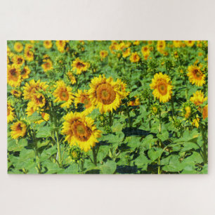 Feld der Sonnenblumen Puzzle