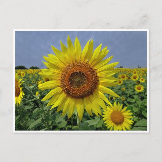 Feld der Sonnenblumen und Blue Sky Postcard Postkarte (Vorderseite)