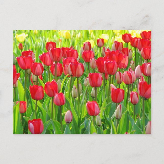 Feld der Tulpe-Postkarte Postkarte (Vorderseite)