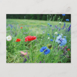 Feld der Wildblumen Postkarte