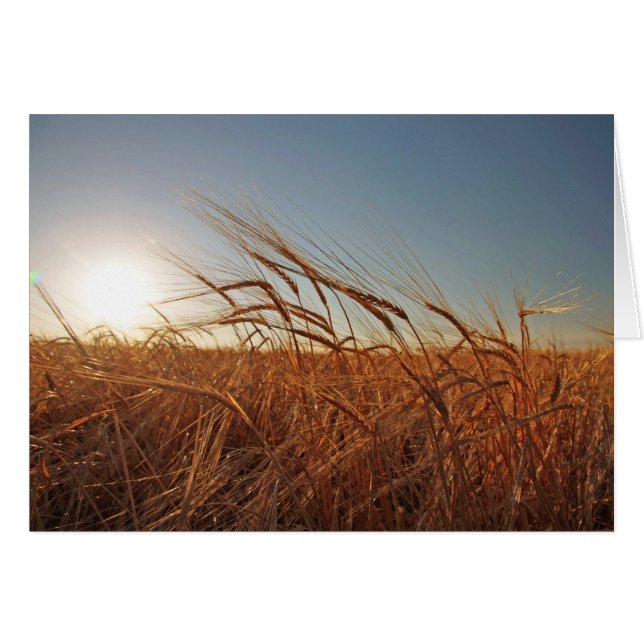 Feld des Kornes (Vorderseite (Horizontal))