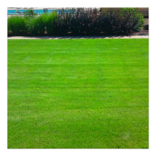 Feld des perfekten Posters aus Gras Poster