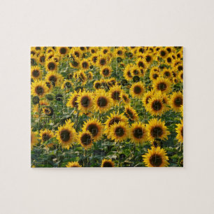 Feld des Sonnenblumen Puzzle