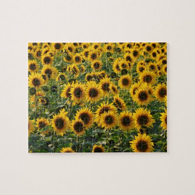 Feld des Sonnenblumen Puzzle (Horizontal)