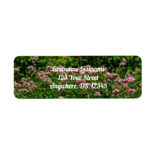 Feld des süßen Joe Pye Weed Blume Orton-Adresse