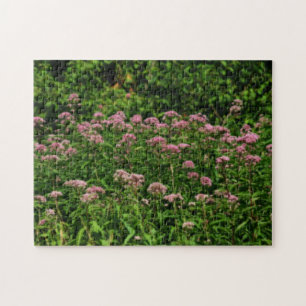 Feld des süßen Joe Pye Weed Blume Orton Puzzle