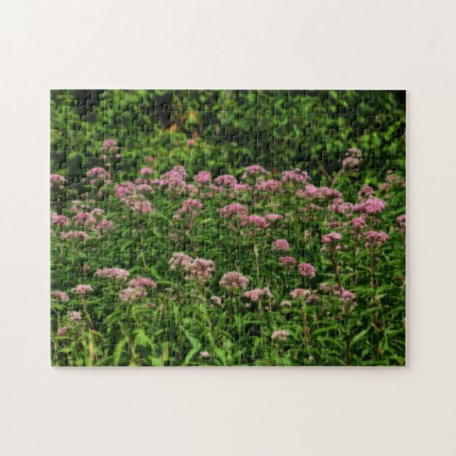 Feld des süßen Joe Pye Weed Blume Orton Puzzle (Horizontal)