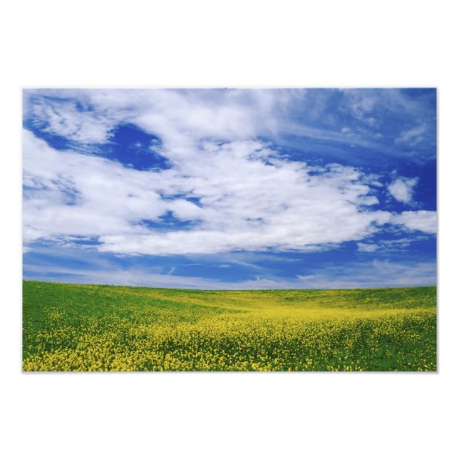 Feld für Kanola oder Senfffische, Palouse Fotodruck (Vorne)
