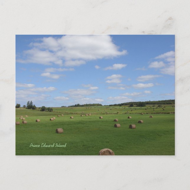 Feld in PEI-Postkarte Postkarte (Vorderseite)