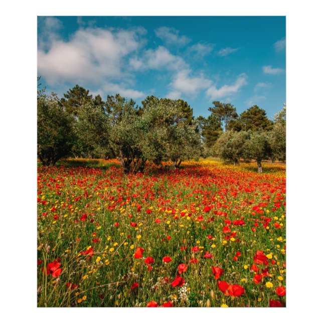 Feld mit Blume und Bäumen Fotodruck (Vorne)