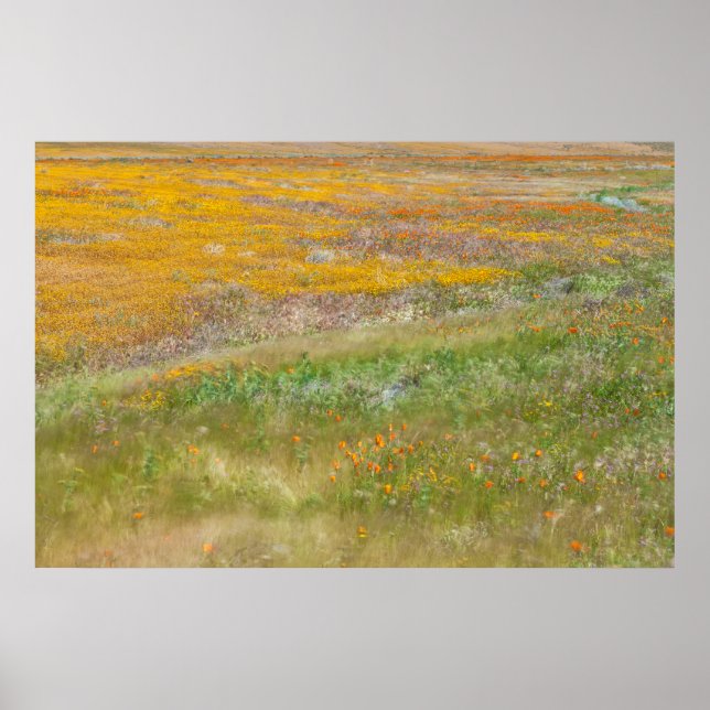 Feld mit farbenfrohen Wildblumen  Poster (Vorne)
