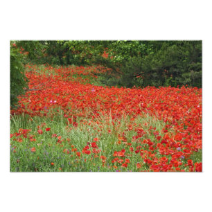 Feld mit Hybridmohnblumen bepflanzt entlang Fotodruck